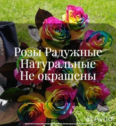Радужные Розы Цветные Москва