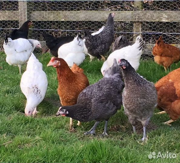 Курочки молодки от 4,5 месяцев все курочки
