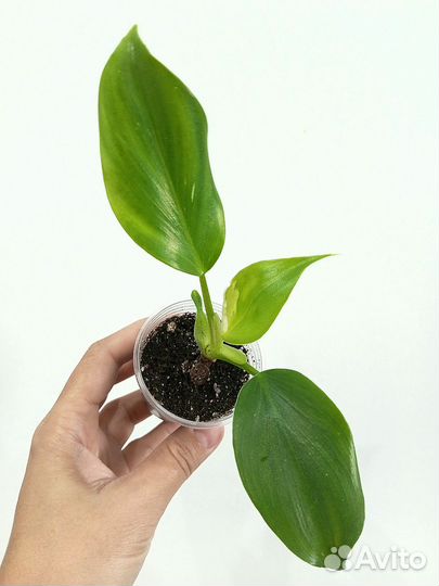 Филодендрон Вайт Визард