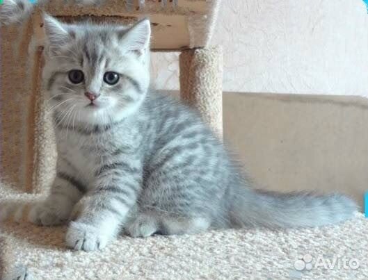 Британский котенок