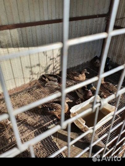 Утки подсадные для охоты