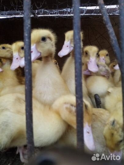 Мулард подрощенный