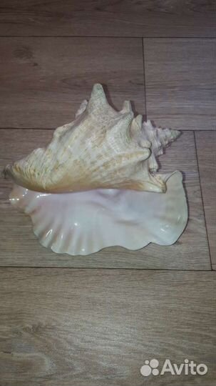 Ракушка морская большая