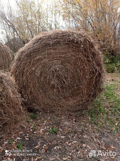 Сено в тюках