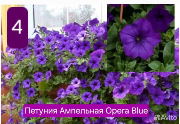 Вегетативная петуния