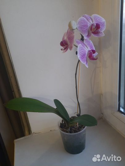 Орхидея фаленопсис