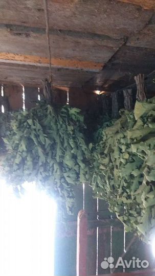 Дубовые веники для бани