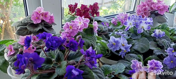 Сортовые фиалки