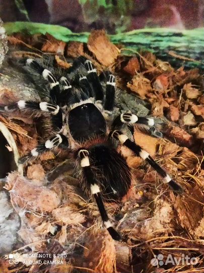 Пауки семейки Адамс