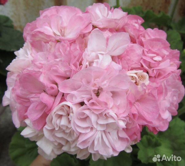 Пеларгония Dovepoint