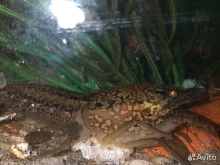 Раки аквариумные