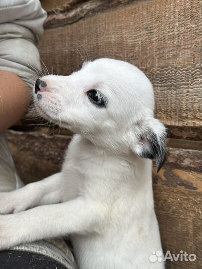 Девочка ищет семью