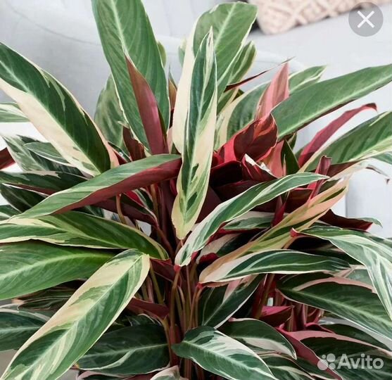 Строманта триколор