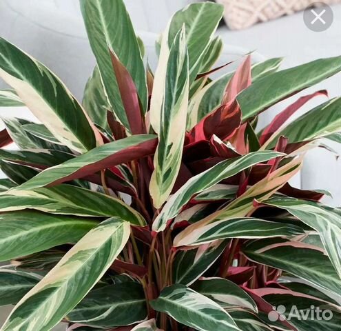 Строманта триколор