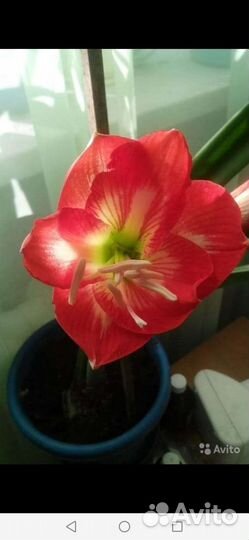 Гиппеаструм,амариллис луковицы