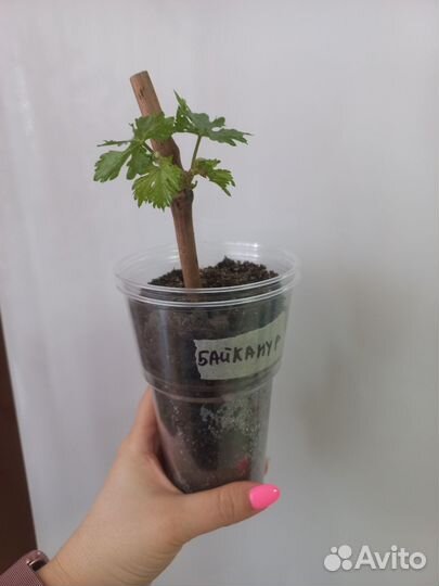 Саженцы винограда