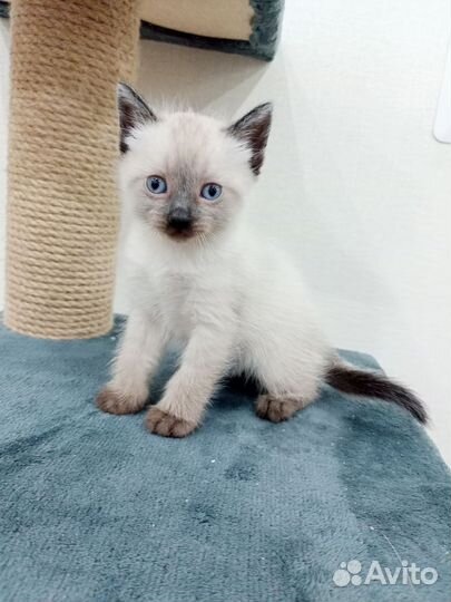 Тайские котята