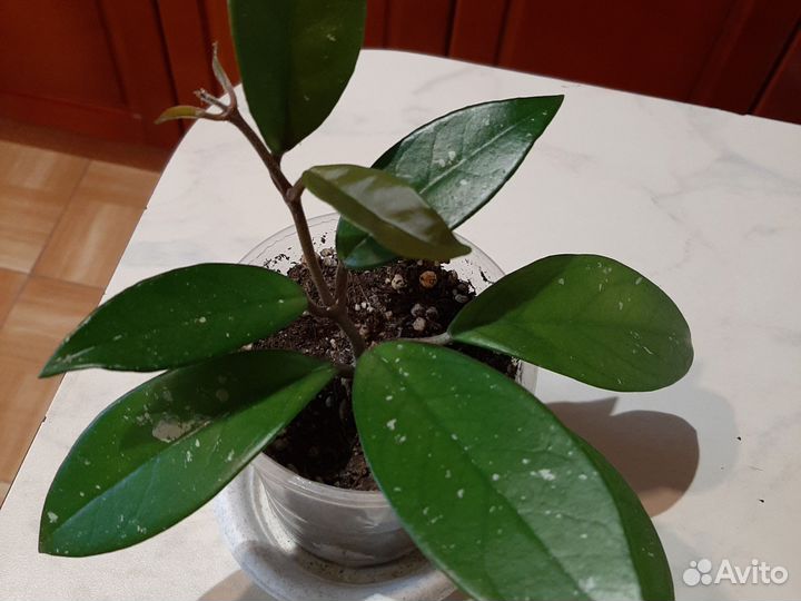 Хоя Карноза