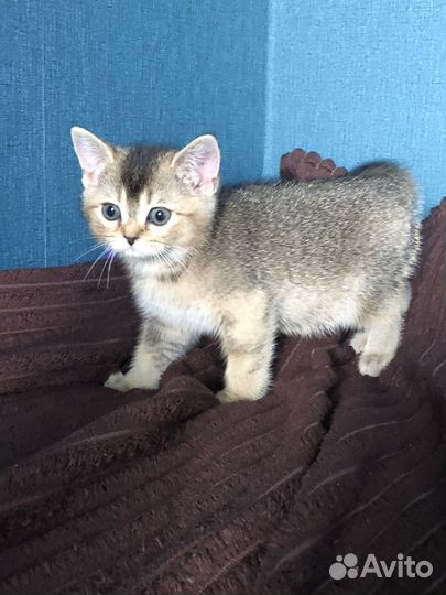 Кошка британка