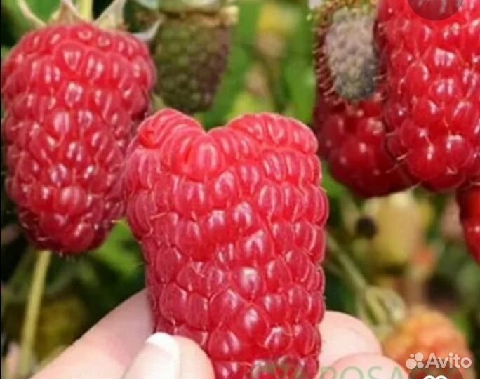 Саженцы малины