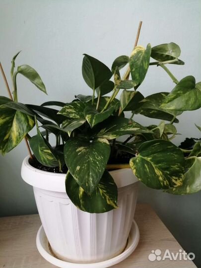 Сциндапсус