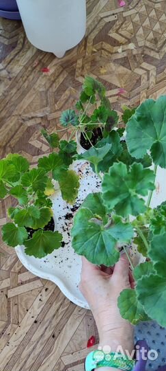 Пеларгония герань