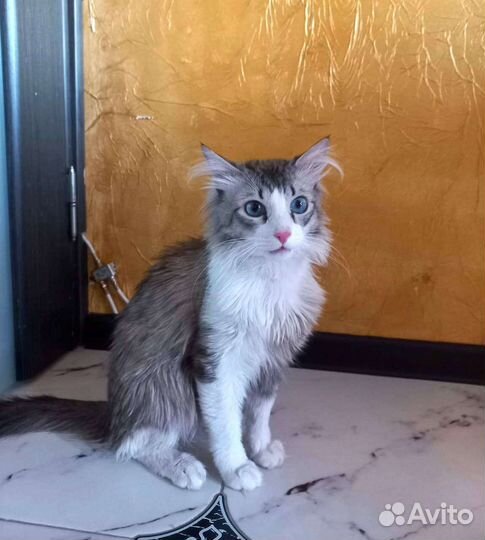 Котик Голубые глазки