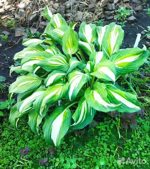 Растения для сада