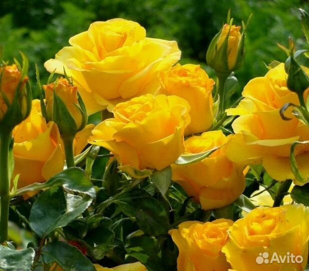 Саженцы роз