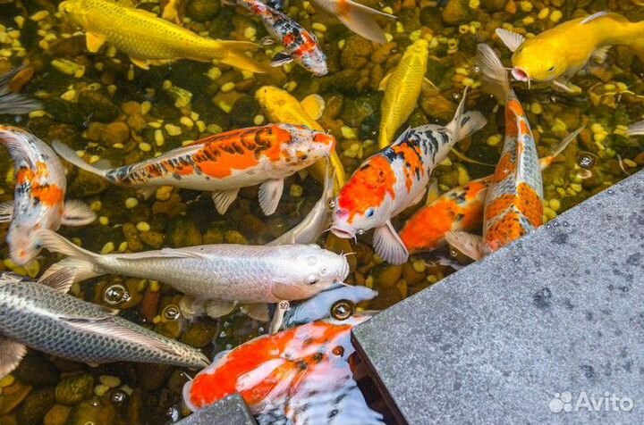 Корм для карпа Кои