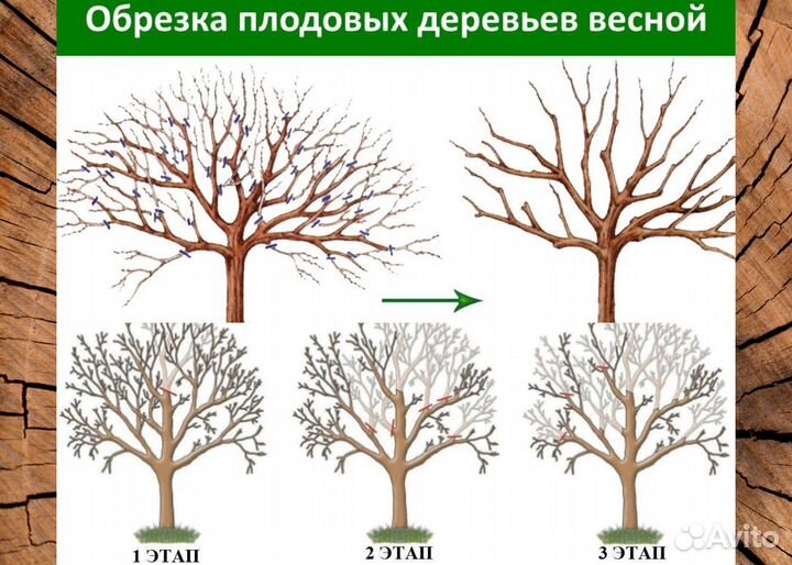 Спилить дерево, обрезка плодовых. Услуги садовника