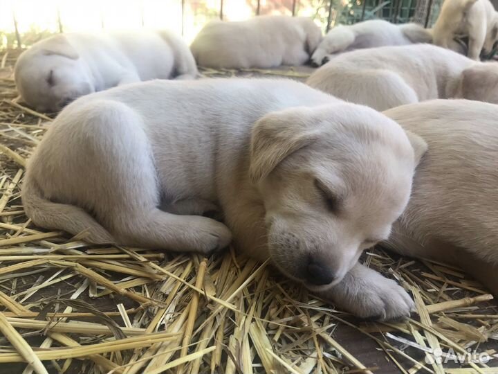 Кобель лабрадора вязка