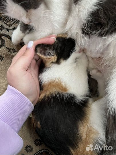 Котята бесплатно