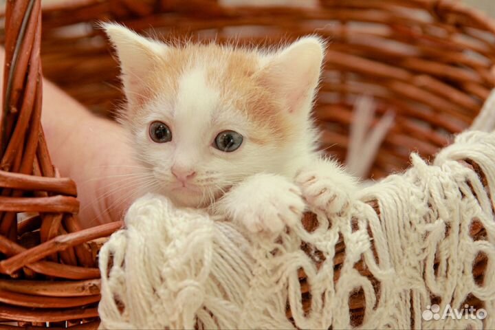 Котенок-мальчик