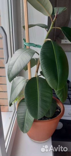 Фикус каучуконосный