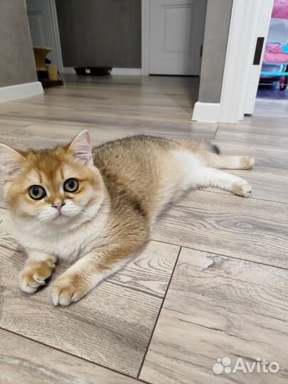 Коты для вязки