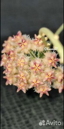 Хойи срезами