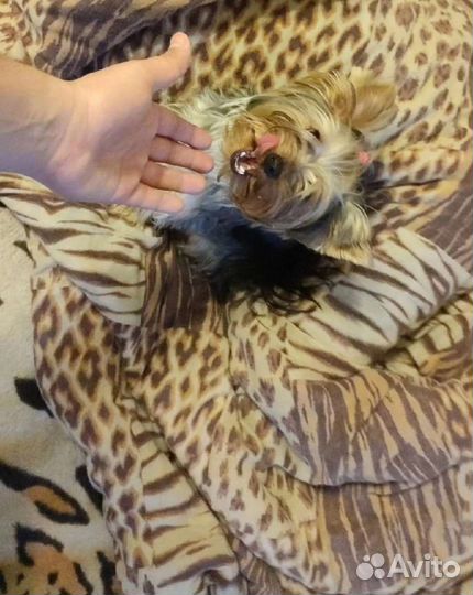 Передержка животных