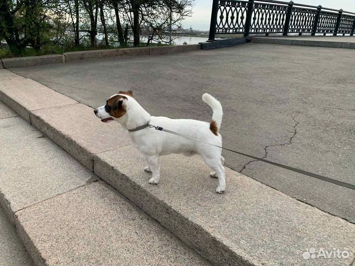 Вязка джек рассел терьер