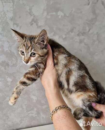 Кошки