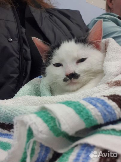 Котёнок ищет приют