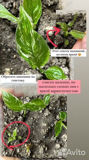 Спатифиллум вариегатный даймонд