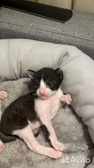 Корниш-рекс котята