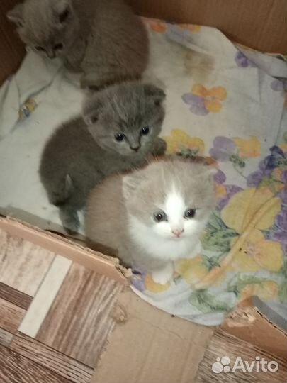 Британские котята