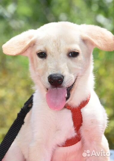 Щенок в добрые руки