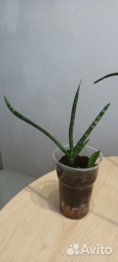 Сансевиерия бонселенсис (цилиндрик)