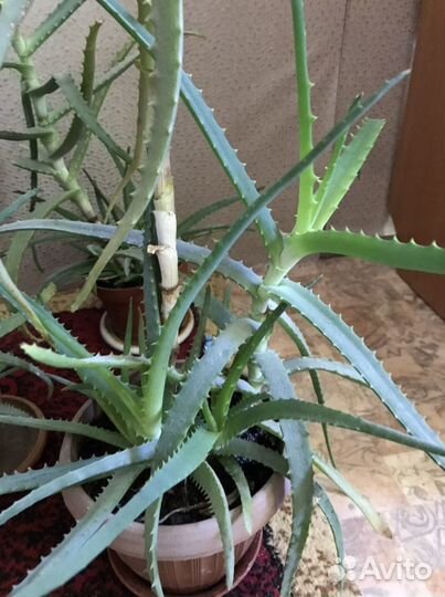 Алоэ 2 горшка с множеством отростков