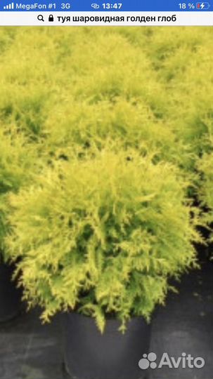 Туя голден глоб