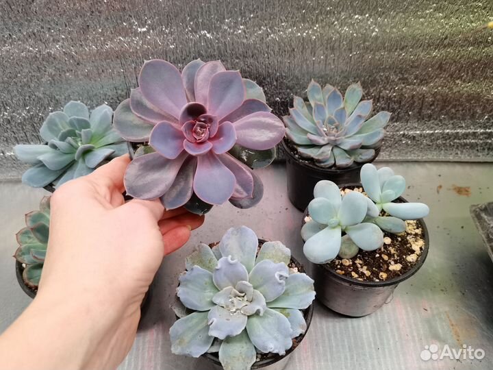 Эхеверии и пахифитум