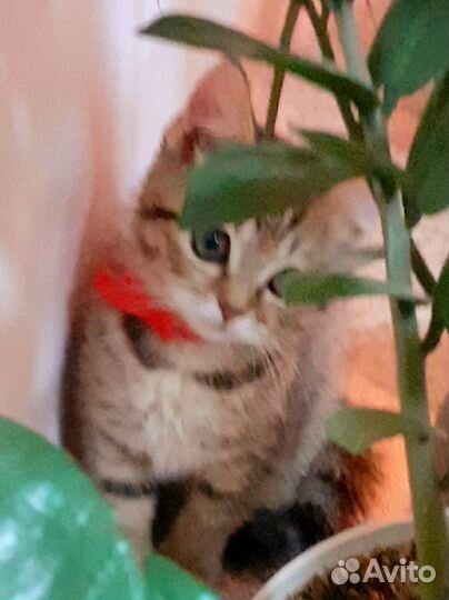 Кошечка девочка